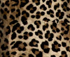 Animal Print Brown Mid Length Pencil Skirt