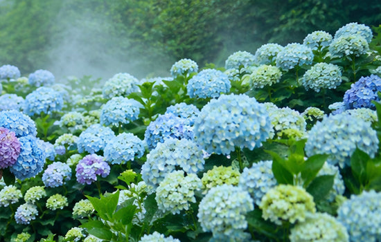 Blue and lavender hydrangea fields in Zhuzihu, Yangmingshan National Park.